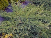 Juniperus x media 'Pfitzeriana Compacta' 
