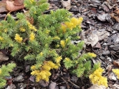 Juniperus conferta 'Golden Wings' 