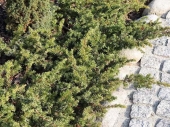 Juniperus conferta '' 