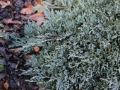 Juniperus horizontalis 'Icee Blue' 
