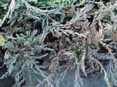Juniperus horizontalis 'Prostrata' 