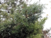 Juniperus x media 'Hetzi' 