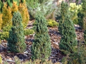 Picea glauca 'Liliput' 