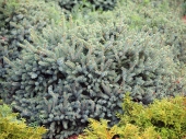 Picea glauca 'Nana' 