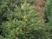 Picea abies 'Maxwellii' 