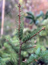 Picea abies 'Cincinnata' 