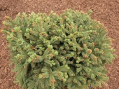 Picea abies 'Javorna WB' 