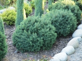 Picea abies 'Veitchii' 