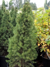 Picea glauca 'Duble Gold' 