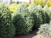 Picea glauca 'Pyramidalis Compacta' 