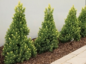 Picea glauca 'Uwe Horstmann' 