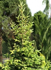 Picea glauca 'Walaszczyk' 