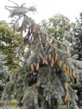 Picea pungens 'Glauca Pendula' Pa