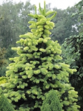 Picea pungens 'Maigold' 