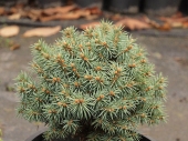 Picea pungens 'Pali' Pa