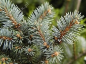 Picea pungens 'Saint Mary Broom' 