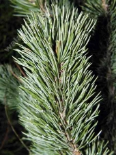 Pinus aristata '' 