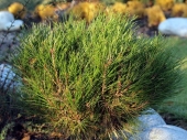 Pinus densiflora 'Henry Buti' 