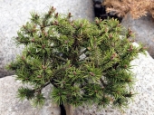 Pinus mugo 'Kissen Brevifolia' 
