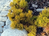 Pinus mugo 'Pietra Craileri' 