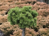 Pinus mugo 'Rybnik' Pa