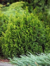 Thuja plicata 'Copper Kettle' 