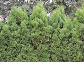 Thuja occidentalis 'Holmstrup' 