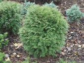 Thuja occidentalis 'Little Champion' 