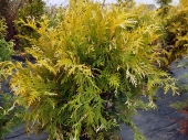 Thuja occidentalis 'Magdalena' 