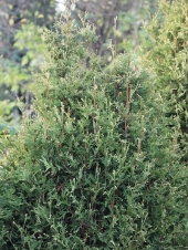 Thuja occidentalis 'Meinecke’s Zwerg' 