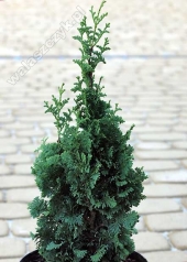 Thuja occidentalis 'Spiralis Mini' 