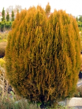 Thuja orientalis (Platycladus orientalis) 'Aurea Nana' 