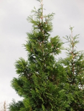 Thuja plicata 'Martin' 