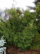 Taxus baccata 'Dovastoniana' 