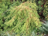 Taxodium distichum 'Pendula' 