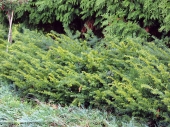 Taxus baccata 'Goud Elsje' 