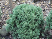 Thuja occidentalis 'Little Giant' 