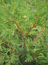 Thuja occidentalis 'Perk Vlaanderen' 