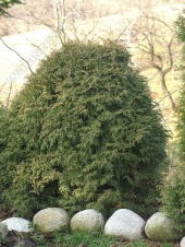 Thuja occidentalis 'Recurva Nana' 