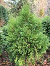 Thuja occidentalis 'Hovei' 