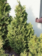 Thuja occidentalis 'Zmatlik' 