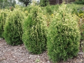 Thuja occidentalis 'Ania' 
