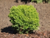 Thuja occidentalis 'Anniek ®' 