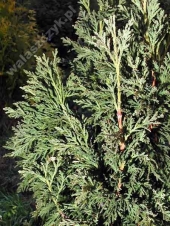 Thuja occidentalis 'Bodmeri' 