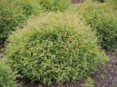 Thuja occidentalis 'Mr. Bowling Ball' 