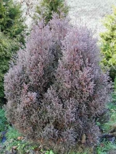 Thuja occidentalis 'Ericoides' 