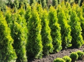 Thuja occidentalis 'Jantar '®