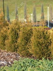 Thuja occidentalis 'Picadilly' 