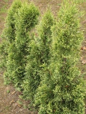 Thuja occidentalis 'Smaragd Light' 