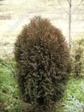 Thuja occidentalis 'Wagneri' 